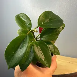 269 KGD 362 KGD 037 x unk