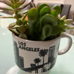 Los Angeles HOLLYWOOD Succulent Mug