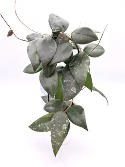 Hoya caudata sumatra