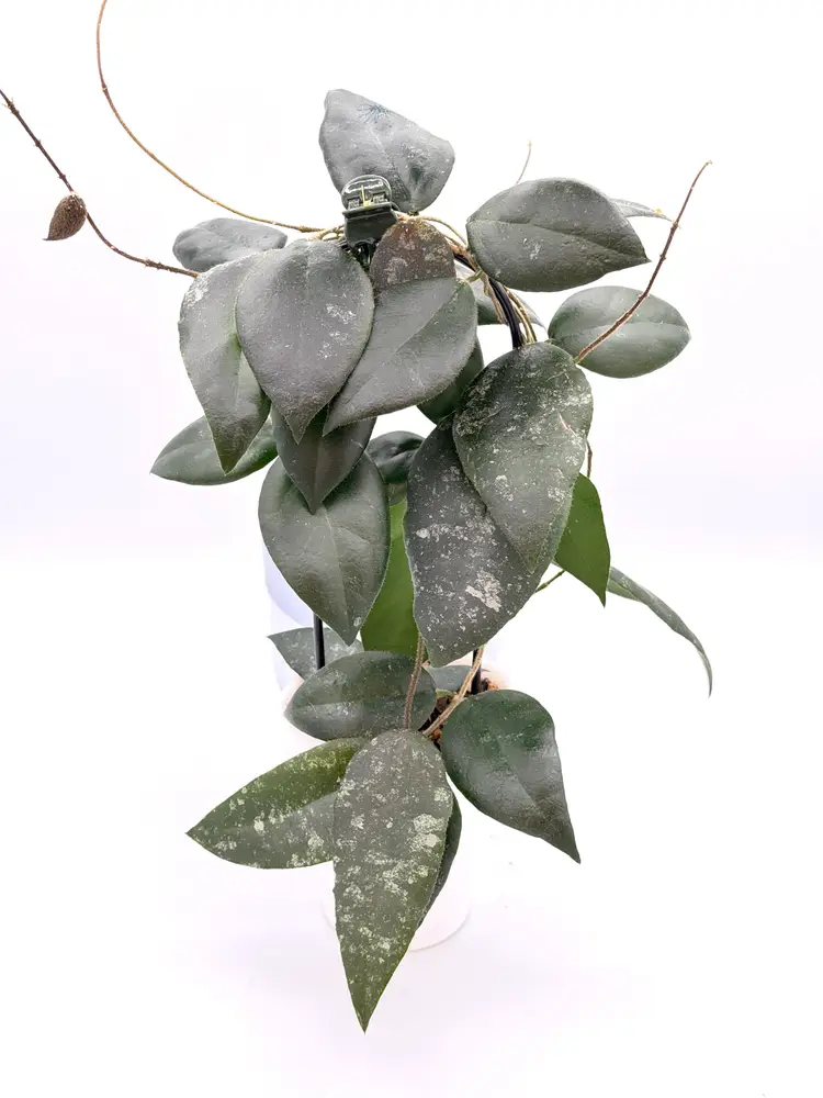 Hoya caudata sumatra