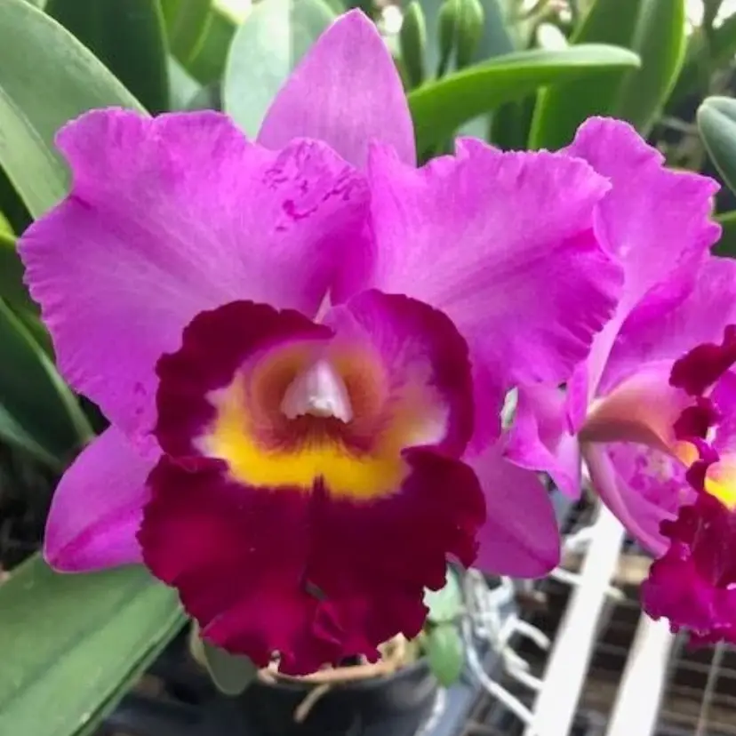 Blc. Shannon Conner 'Pink Paradise' - 2.5” Pot