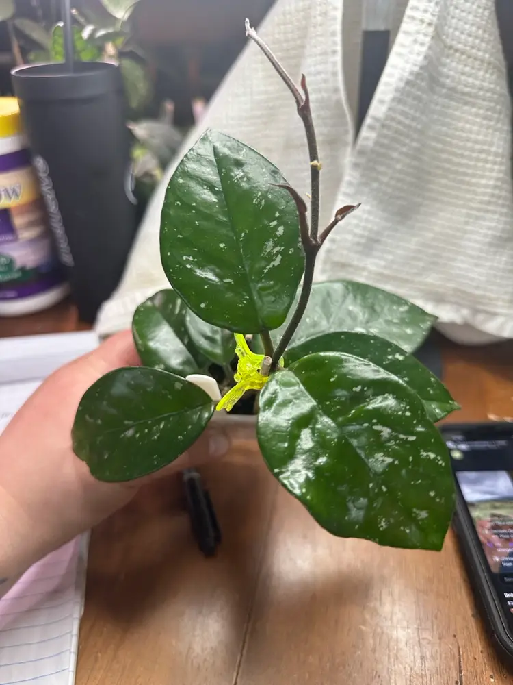 Hoya carnosa ‘freckles’