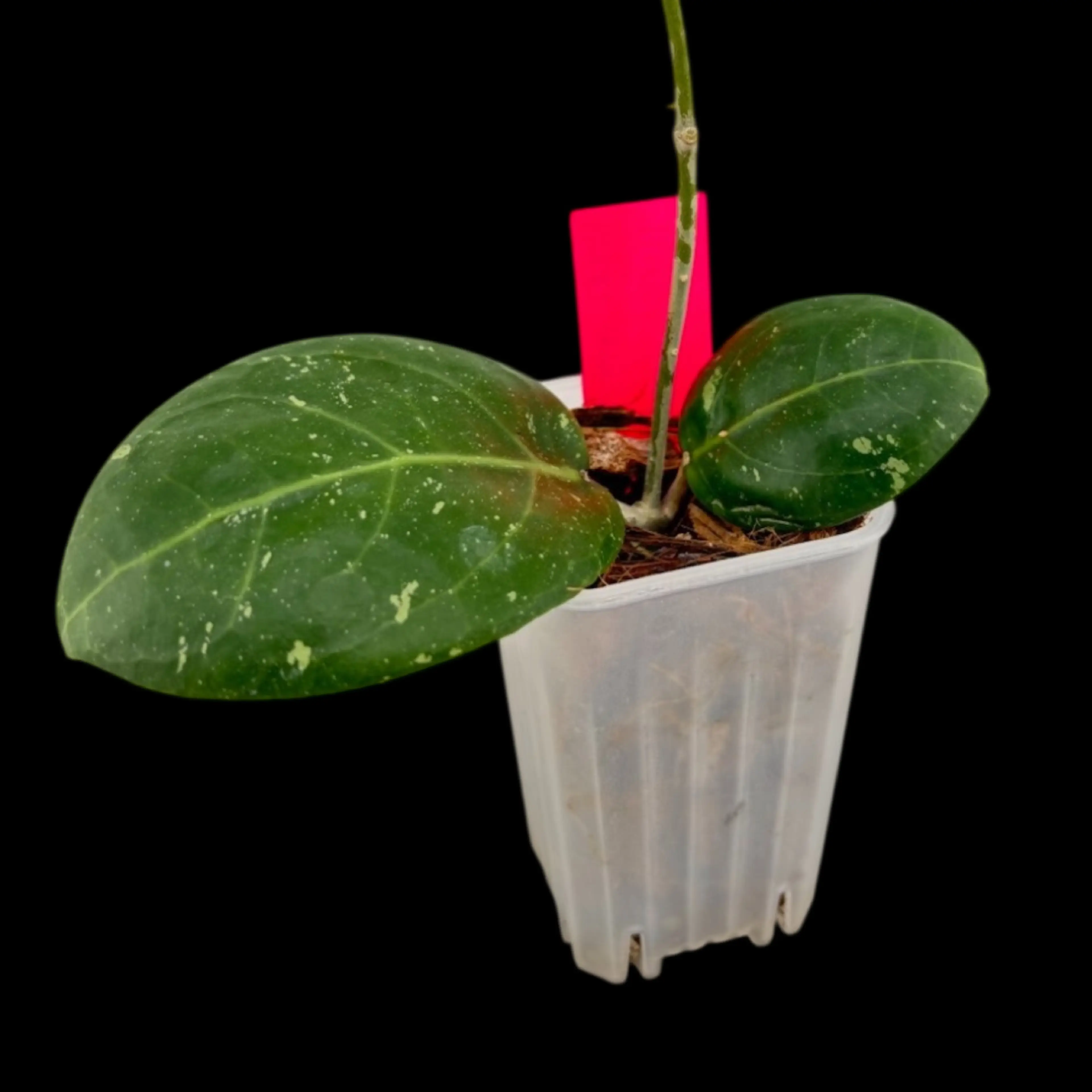 Image 2 of 2