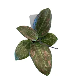 Verticillata (FKA Wibergiae) Round Leaf (DMW-001-C)