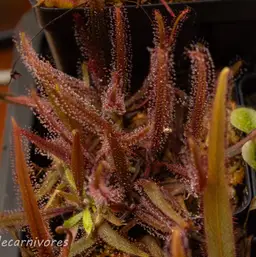 Drosera Adelae "Giant" - Lance Leaf Sundew, Live Carnivorous Plant