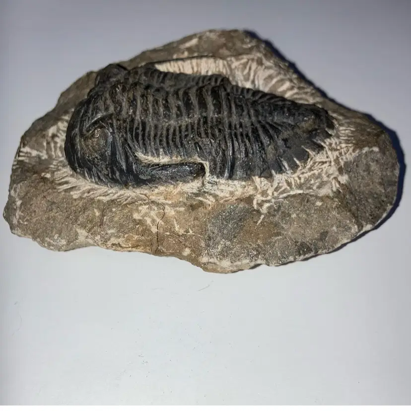 Trilobite Revealed In Matrix 9.3oz 4”x3”x1 1/4”.