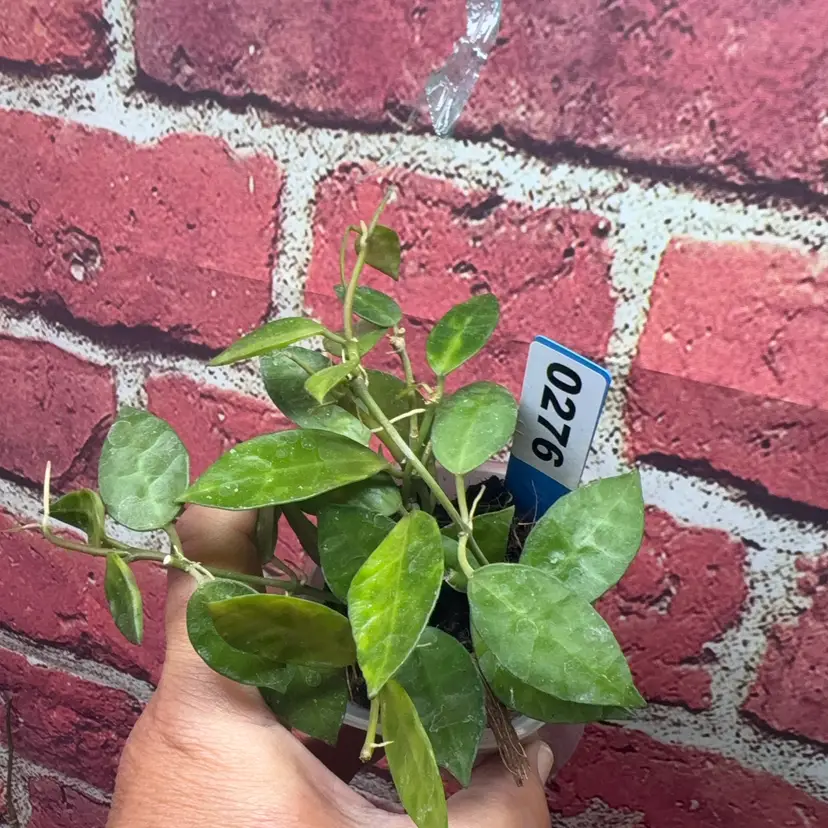 276 Hoya lacunosa 'Amarillo'