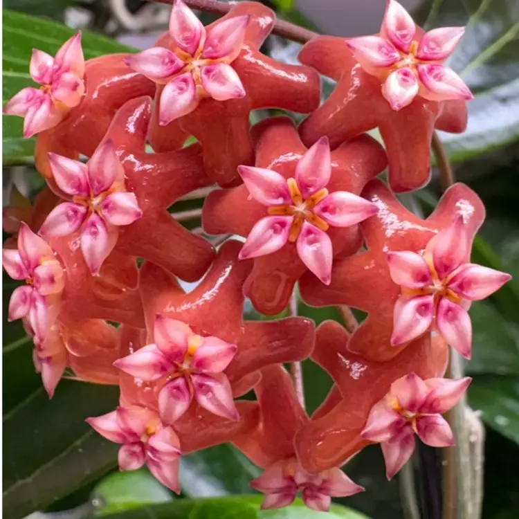 Hoya benguetensis ‘Maruja’ (BLOOM 😍😍😍)