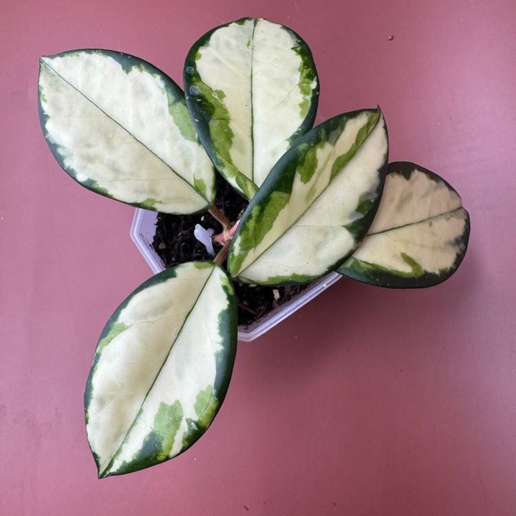 #3640 Hoya Carnosa ’Krimson Princess’