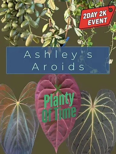 Ashley's Aroids & Planty Of Time