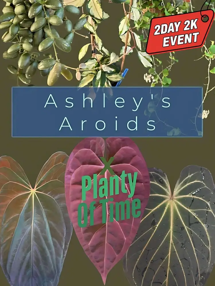 Ashley's Aroids & Planty Of Time