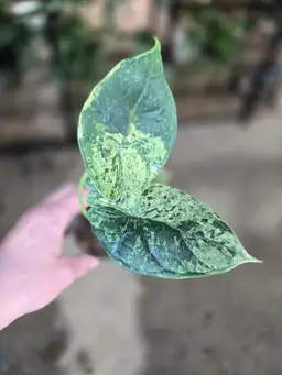 Dragon Scale Mint Alocasia