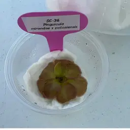 SC-36 Pinguicula mirandae x potosiensis