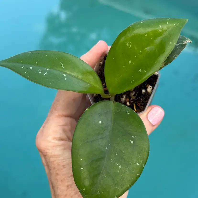 197 Hoya βMoteskeiβ