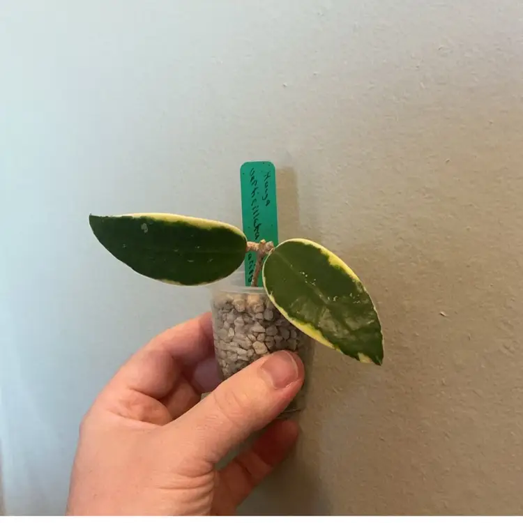 Hoya verticillata outer variegated