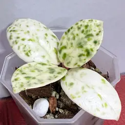 Hoya Madara ‘Snow Angel’