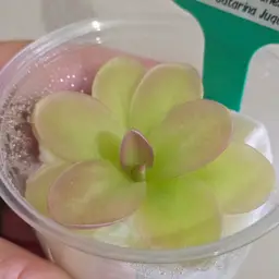 SC-22 Pinguicula gigantea x moranensis (Santa Catarina Juquila)