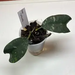1007 Hoya uncinata