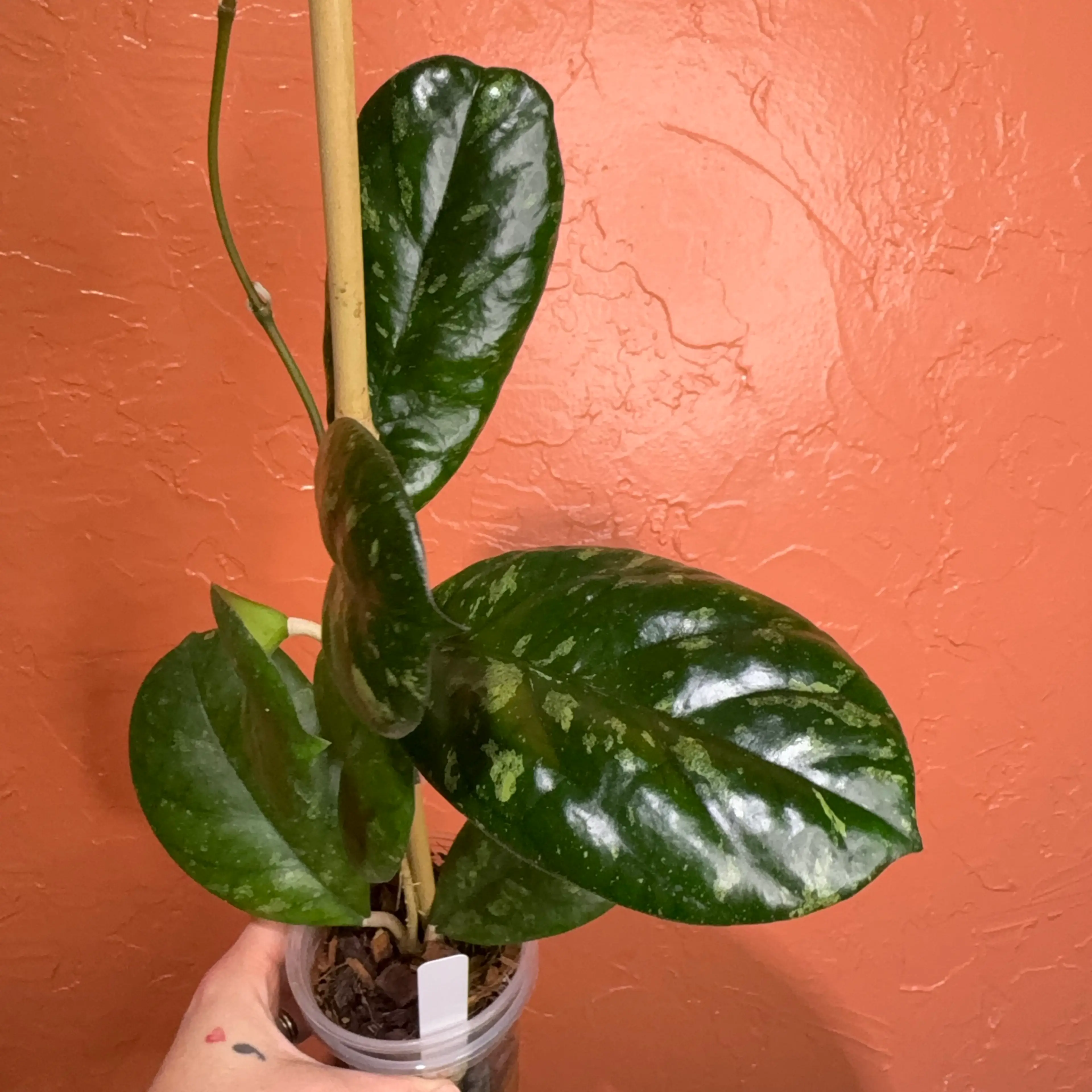 Image 3 of 3