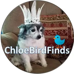 chloebirdfinds