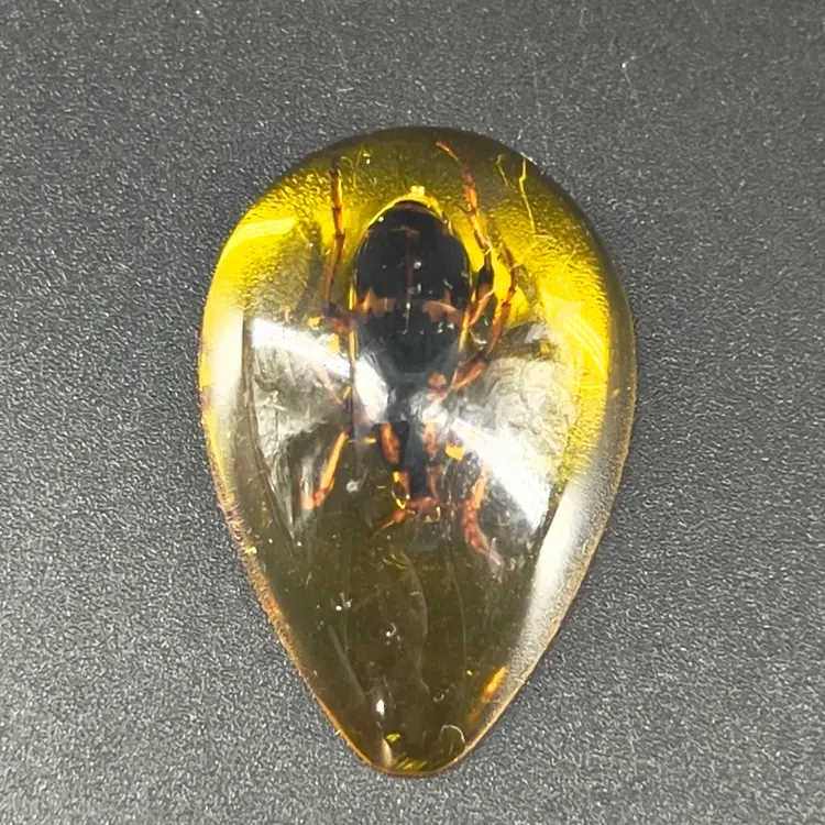 Acrylic Encased Bug Cabochon Arthropod
