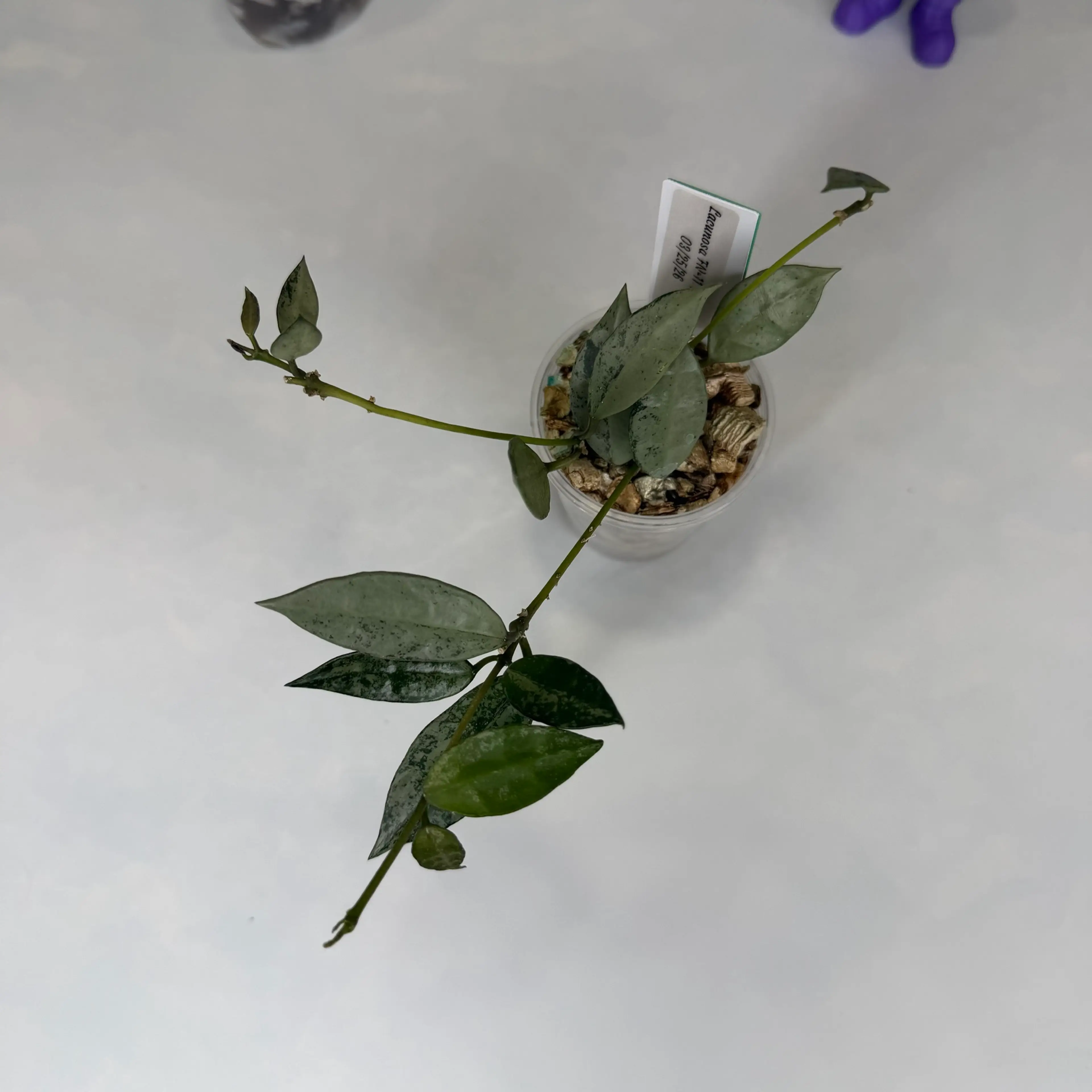 Image 2 of 2
