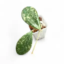 Limoniaca x unk AS02