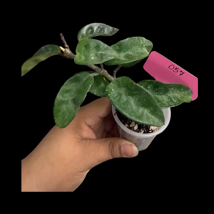 Hoya Krinkle small leaves