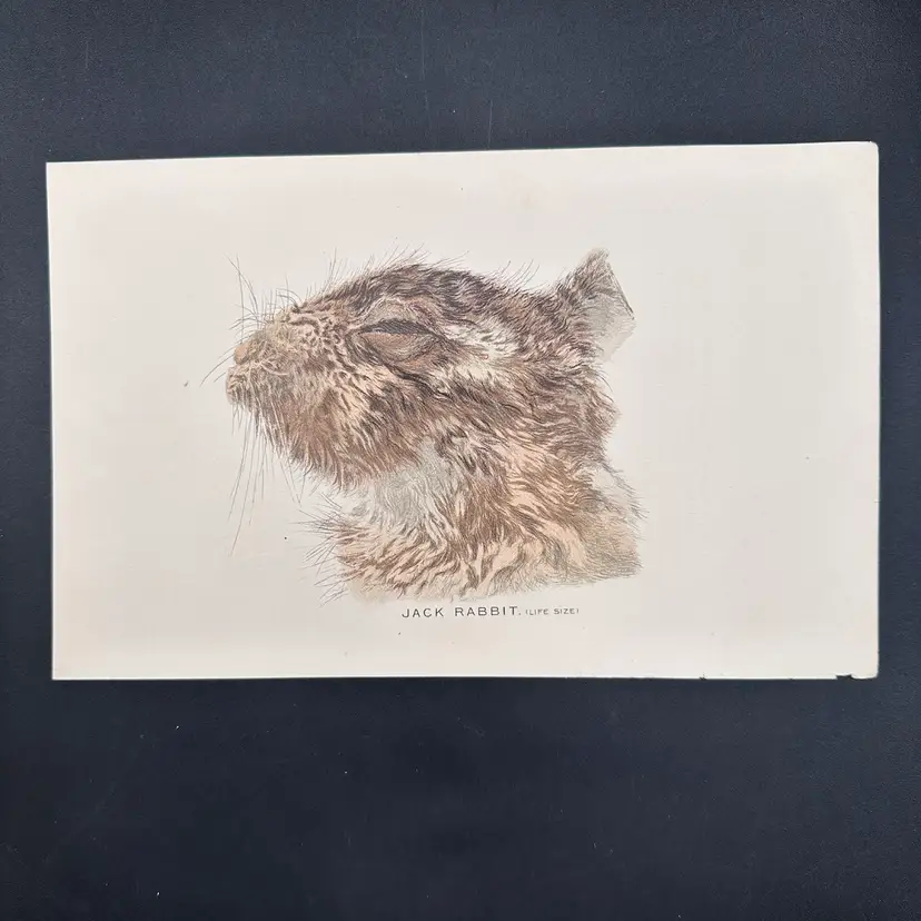 “Are They Sleeping?” Squirrel Chipmunk Animal Specimen Hand Colored Litho Pages, Set Of 3 7”L 5”H, Unmarked