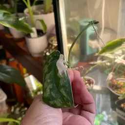 Scindapsus Mariposa (rooted Cutting)