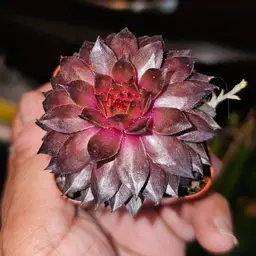 2 inch Sempervivum tectorum