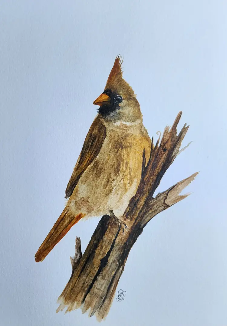 Cardinal Original Watercolor Painting Signed By The Artist 5x7 Free Shipping