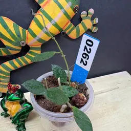 262 Hoya 'Suwanna Gems'