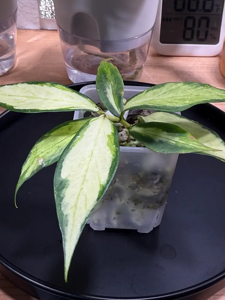 Hoya Polyneura Inner Variegated