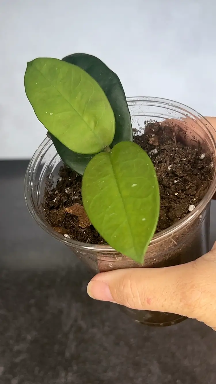 Hoya SMS (obovata X UKN)