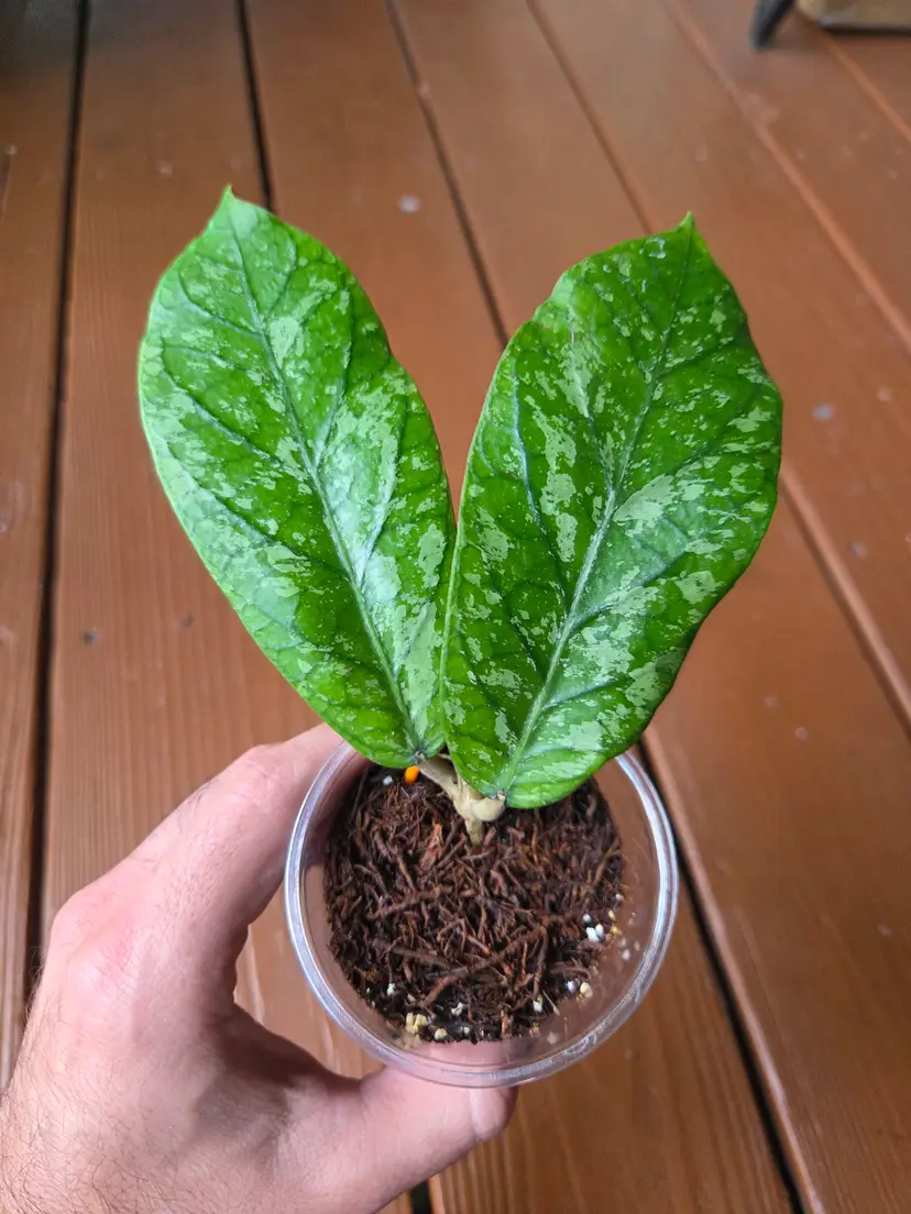 Hoya sp. Kapi Mountain