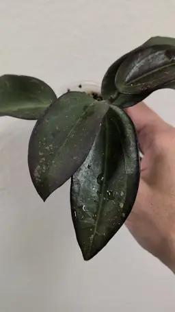 Hoya AH black baabel 0087