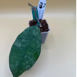 0216 Peninsularis (yellow)