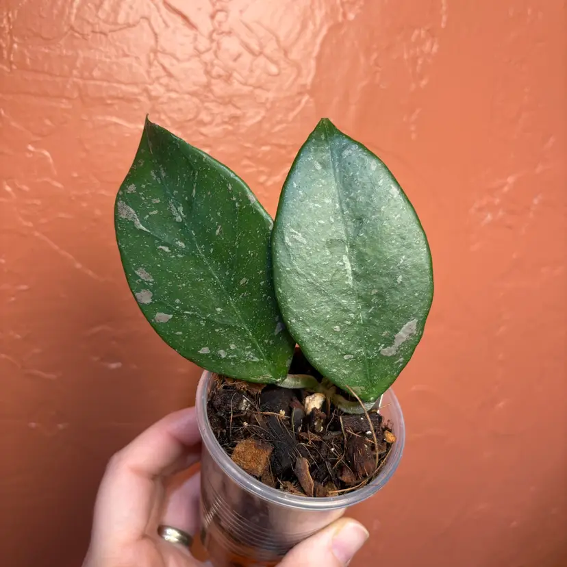 Hoya sp Lai Chau (splash) (grower’s choice)