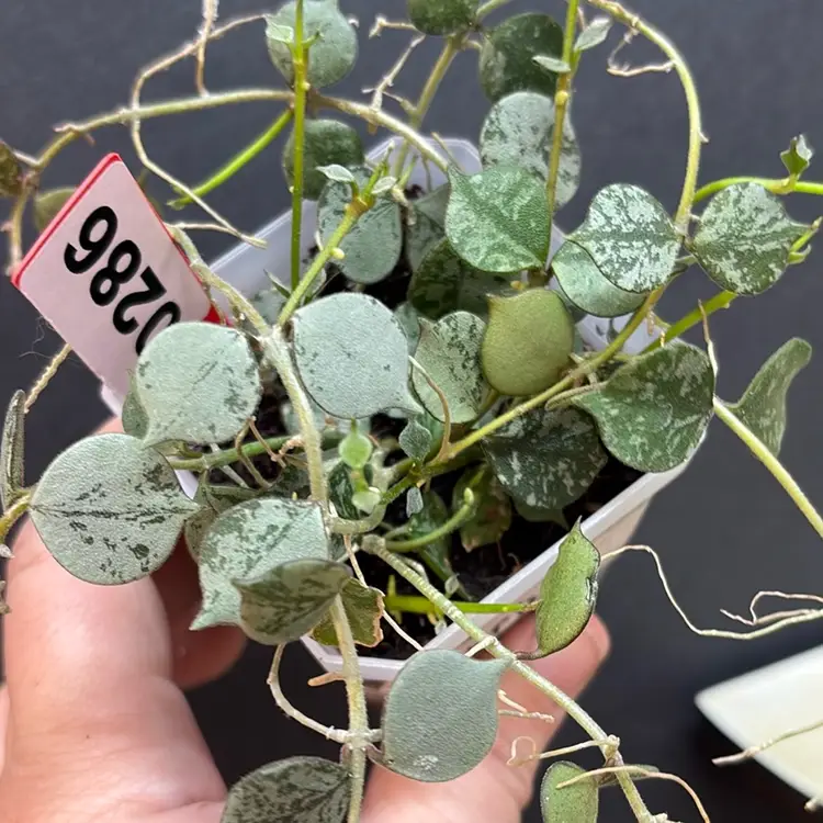 289 Hoya curtisii silver