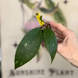 668 Hoya sp. Aceh Blangkejern