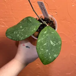 Hoya erythrostemma (splash)