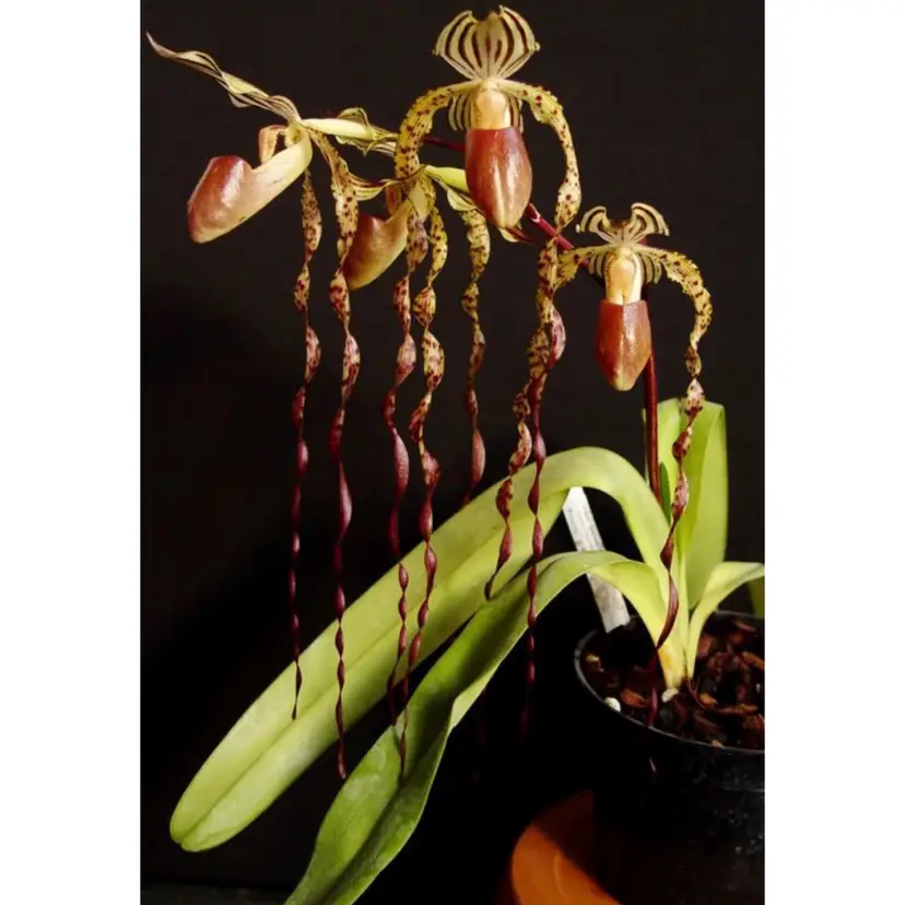 Paphiopedilum Sanderβs Pride