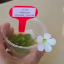 SC-20 Pinguicula mirandae x ibarrae