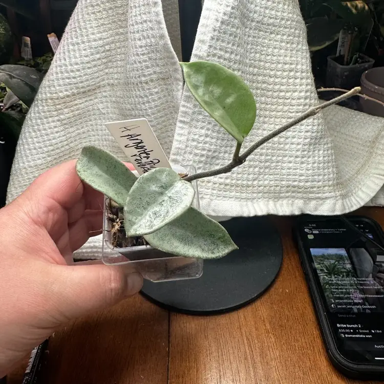 Hoya Carnosa ‘Argentea Princess’ (reverted)