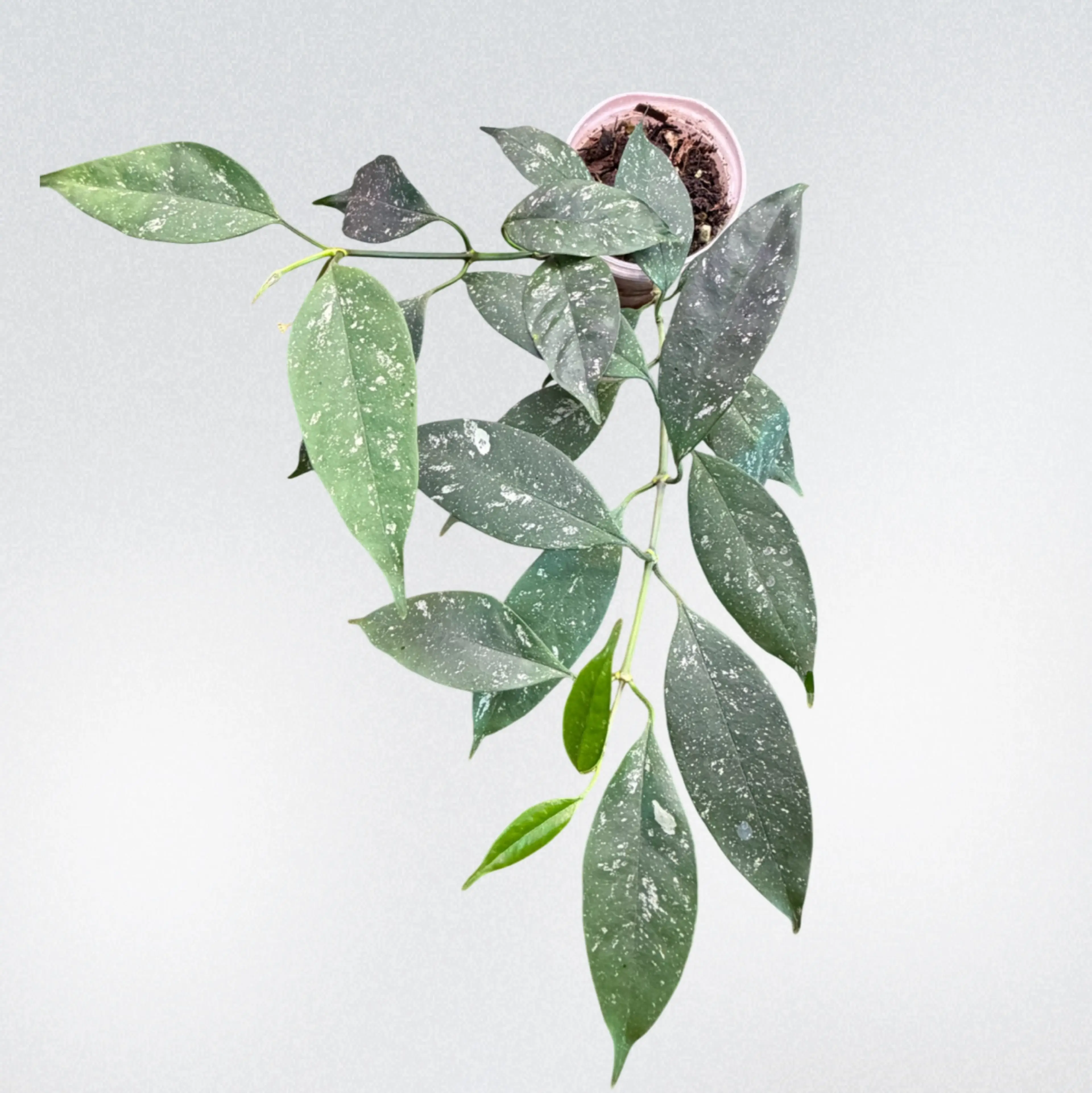 Image 2 of 2