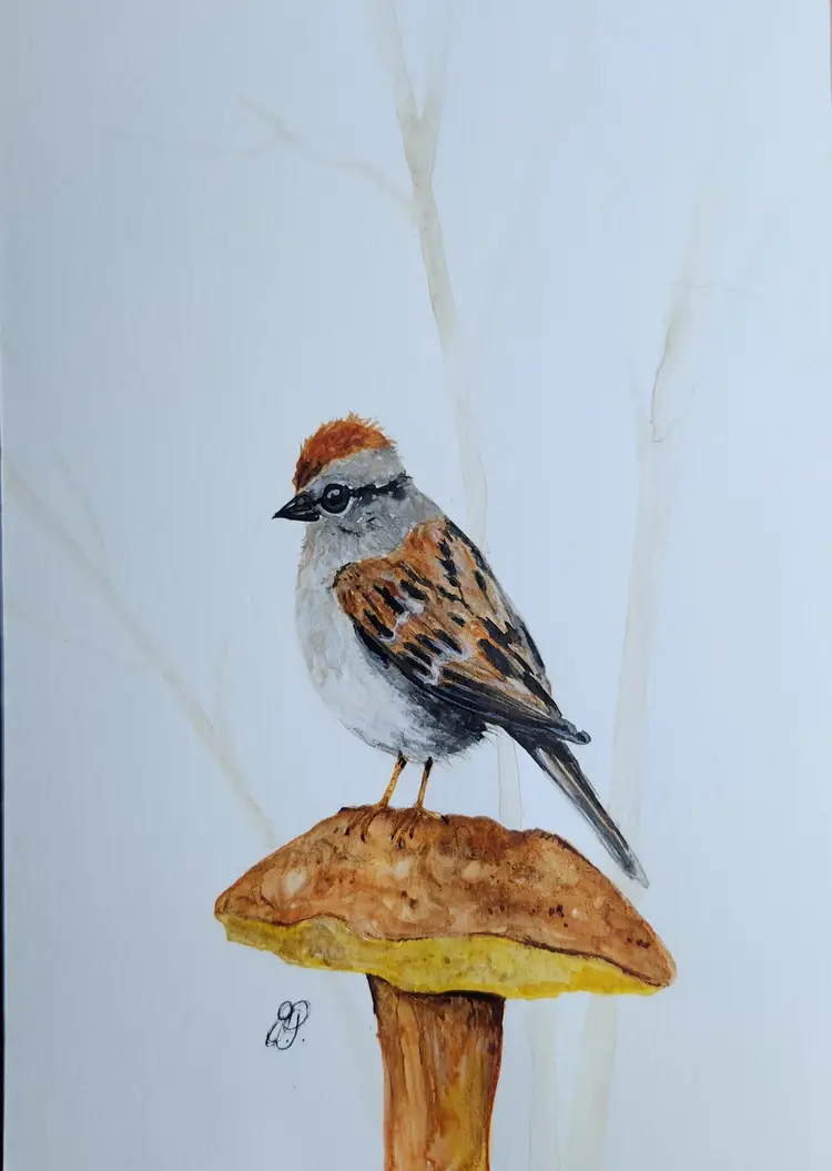 Chipping Sparrow Original Watercolor Painting Signed By The Artist 5x7 Free Shipping