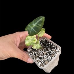 Alocasia Ninja Tricolor