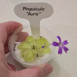 Pinguicula "Auris"
