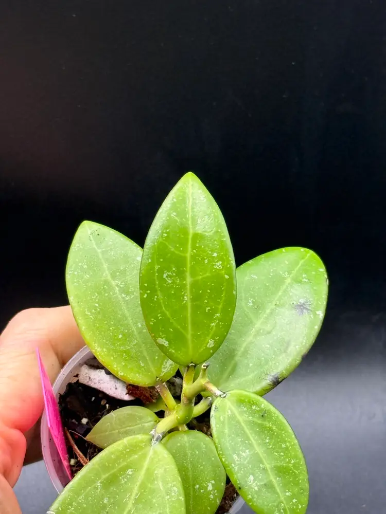 **SEEDLING** Hoya RHM2507 KZ-01 (AH Black Tiger x Unk)